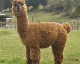Check back for Alpacas!