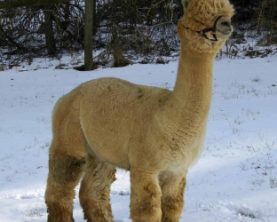 Snowmass Royal Legends